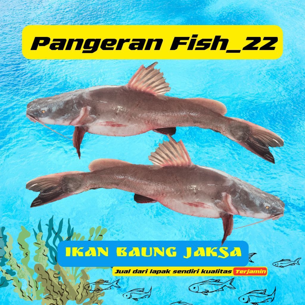 Ikan Baung Jaksa Fresh - Palembang