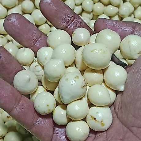 Biji nyamplung kupasan 20 biji