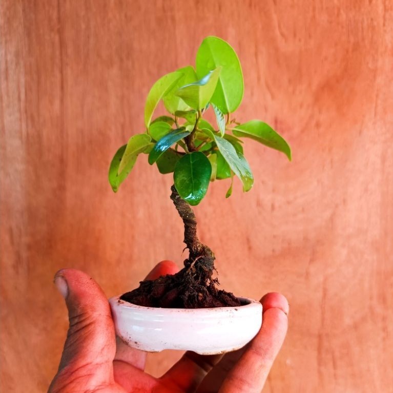 bonsai beringin iprik shito