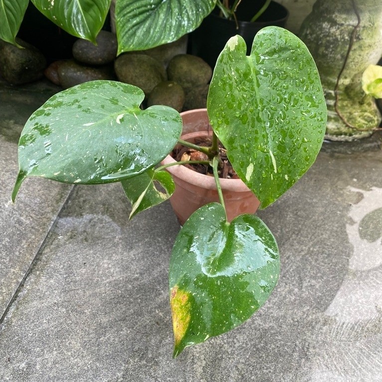 Monthai Monstera thai constellation small