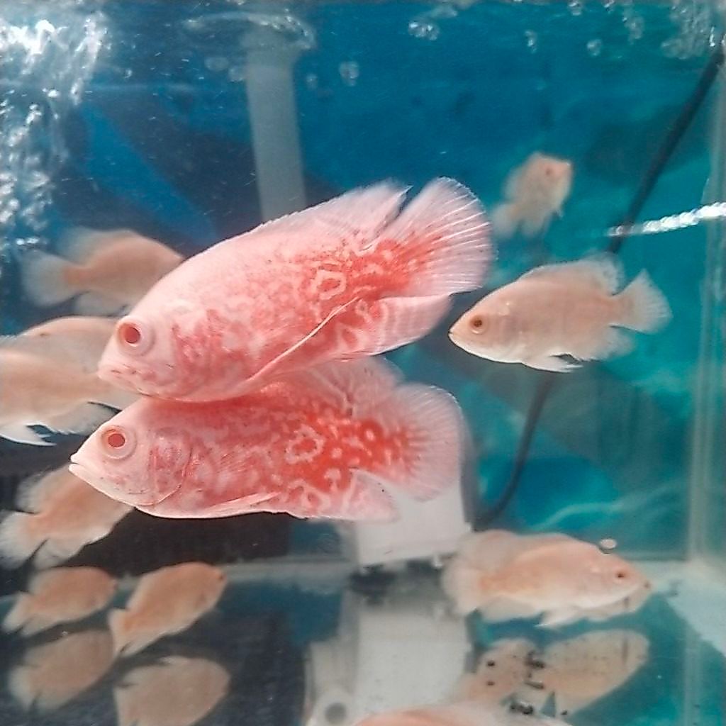 OSCAR RED NEMO/ OSCAR IKAN HIAS/ OSCAR ALBINO