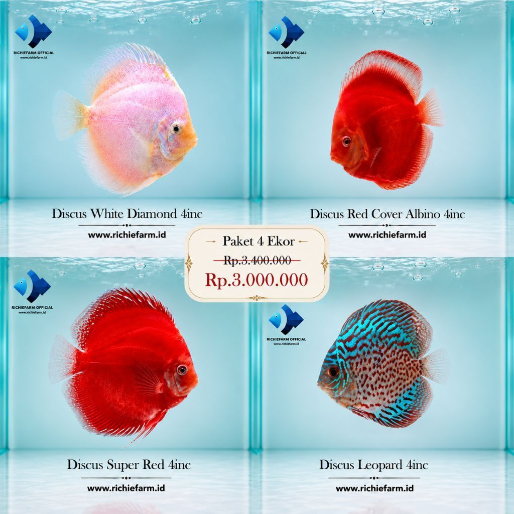 Paket 4 Ekor Discus 4inc
