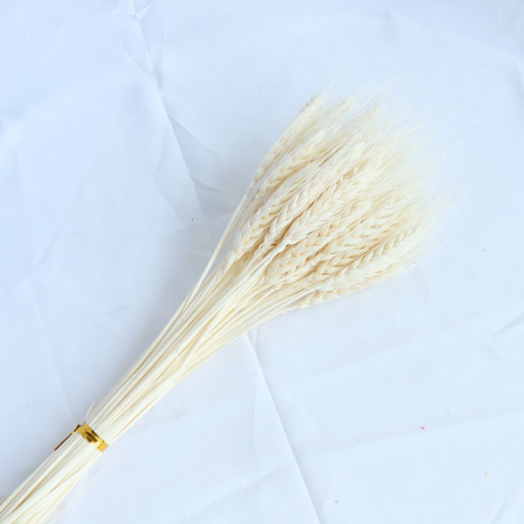 Bunga GANDUM kering white | bunga kering gandum
