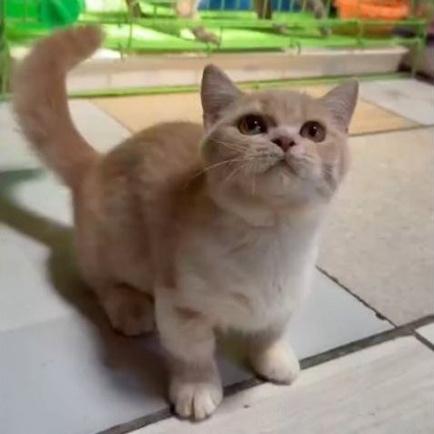 BSH munchkin jantan