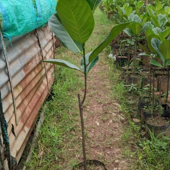 nangka j33madu