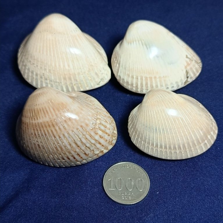 Natural Clam Fossil / Fosil Kerang, JUMBO