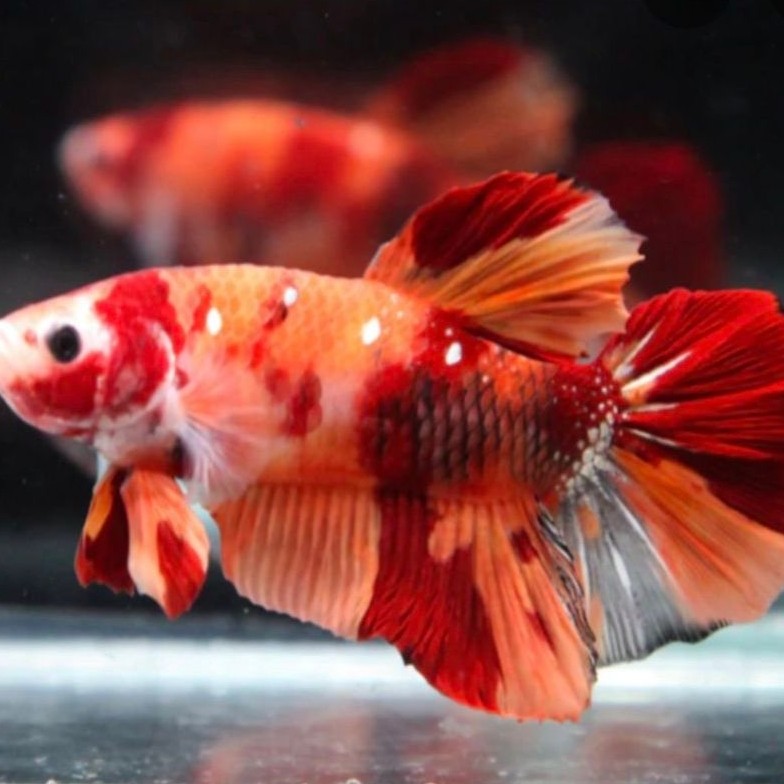 Cupang Bahan Nemo Giant - Hiasan Aquarium Elegan bergaransi