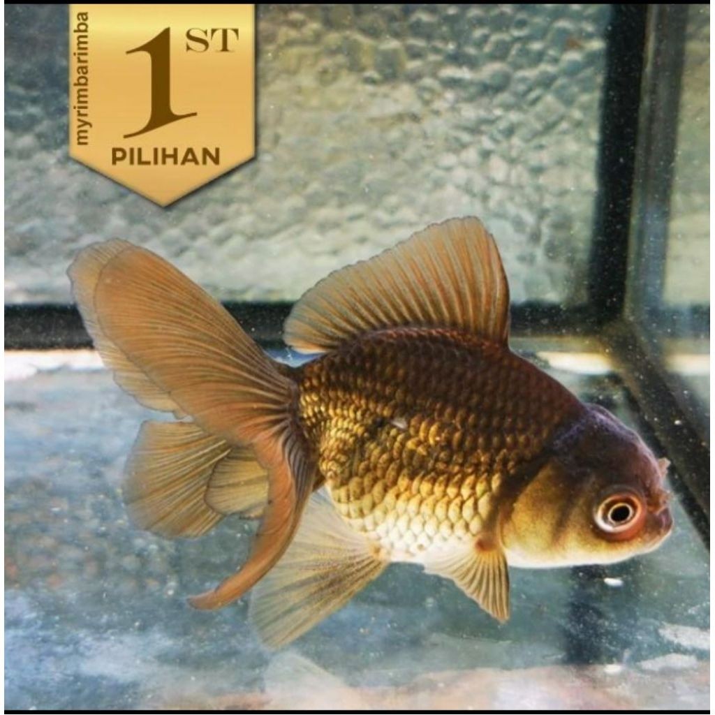 Koki Black Oranda Hitam Ikan Hias Aquascape Hiasan Aquarium Tanaman Air