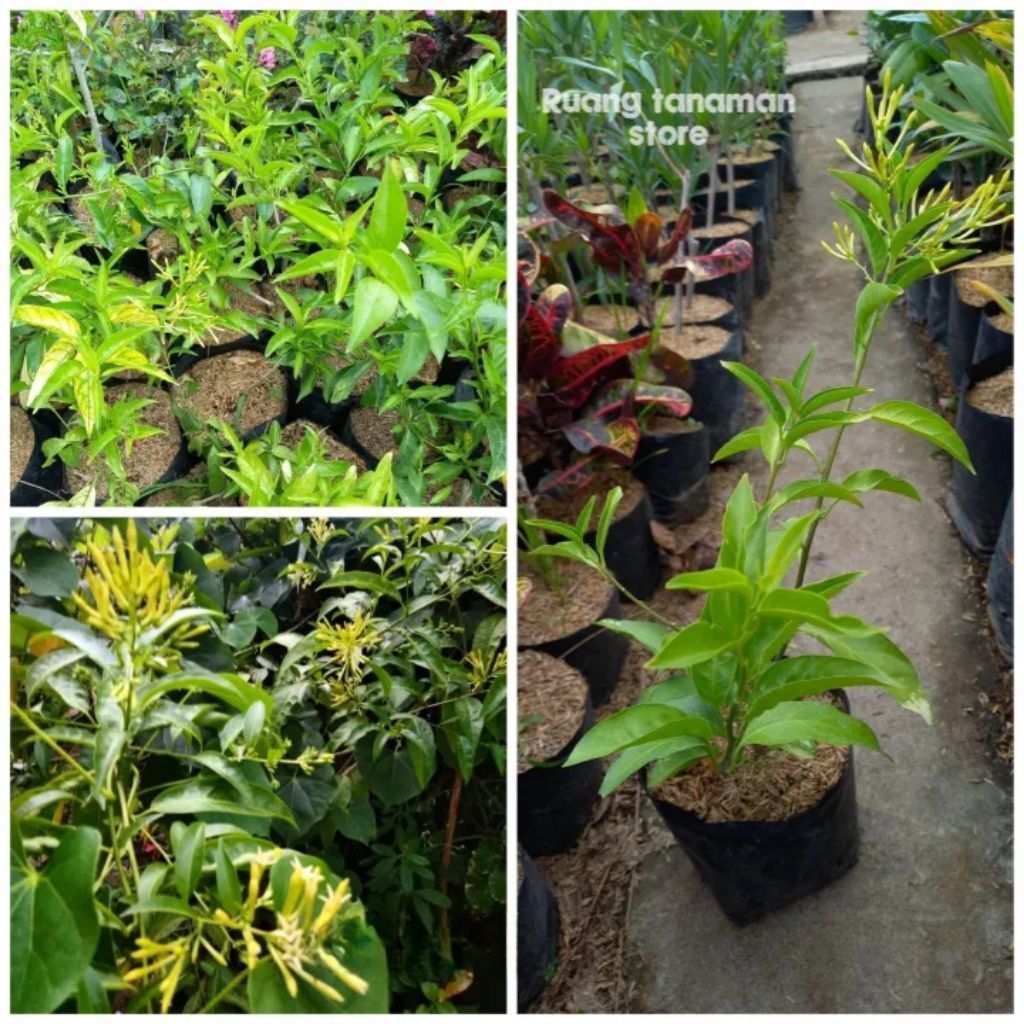 Tanaman hias bunga Arum dalu super harum