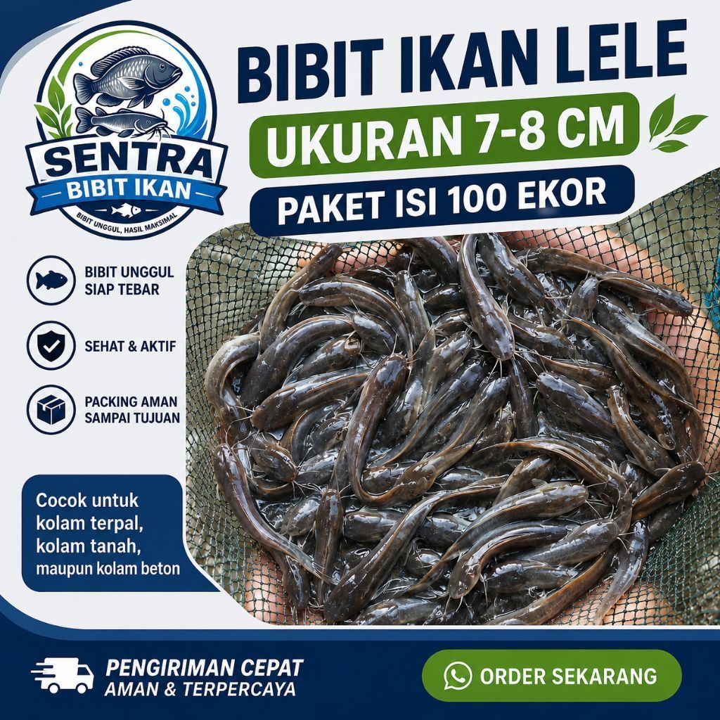 Bibit ikan lele Paket 100 ekor - ikan lele ukuran 7-8 cm - bibit ikan lele - bibit ikan