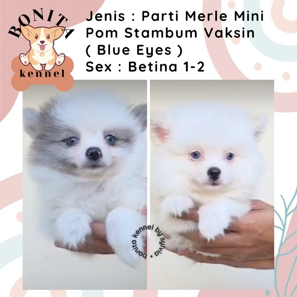 Parti Merle Super Mini Pom Stambum Minipom Mini Pomeranian Jantan Betina