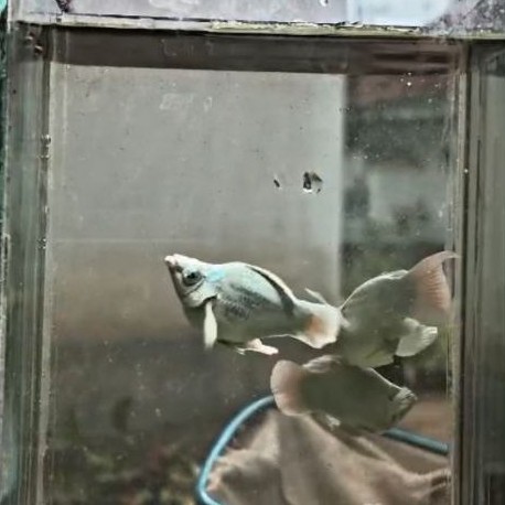 Molly platinum mata kristal