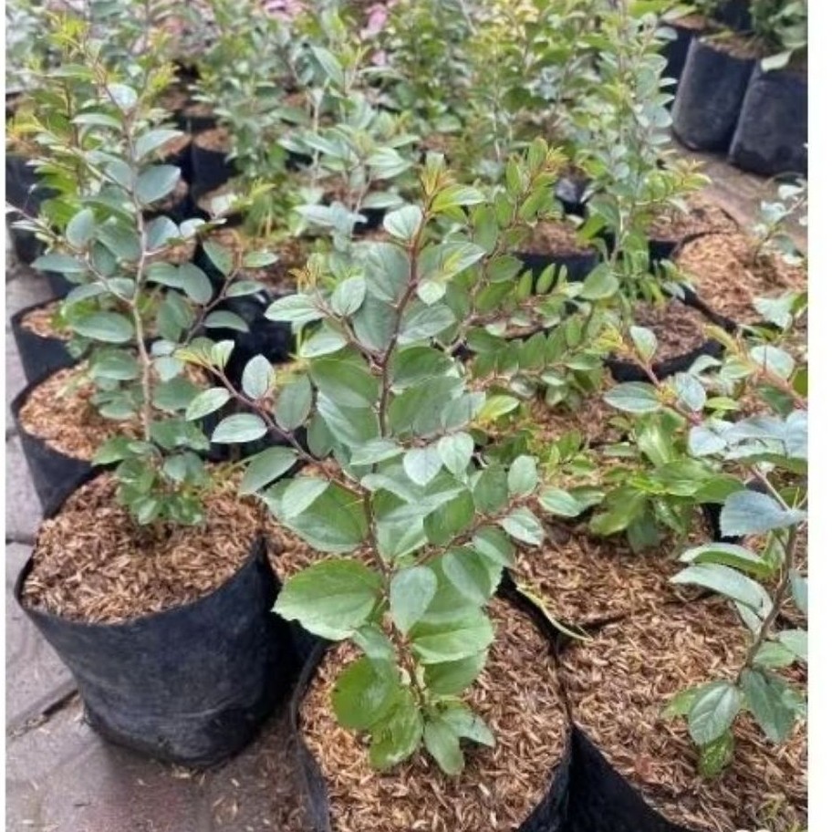 BIBIT DAUN BIDARA SUPER (TANAMAN BIDARA) SIAP TANAM