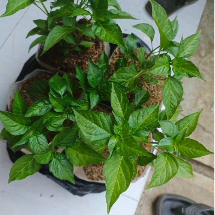 Pohon Cabe Setan Pedas/ Tanaman Cabe Setan/ Pohon Cabe Setan Pedas Murah Berkualitas