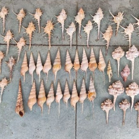 Aneka cangkang shell keong siput laut