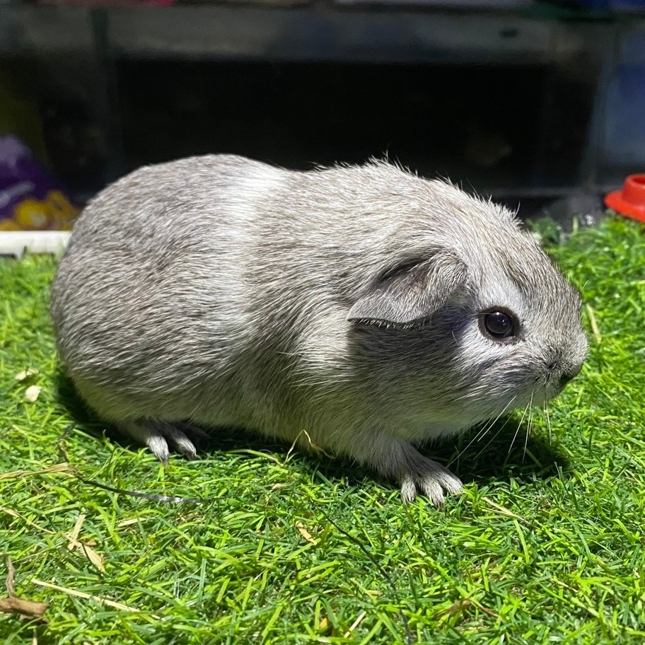 Marmut American hias / guinea pig american