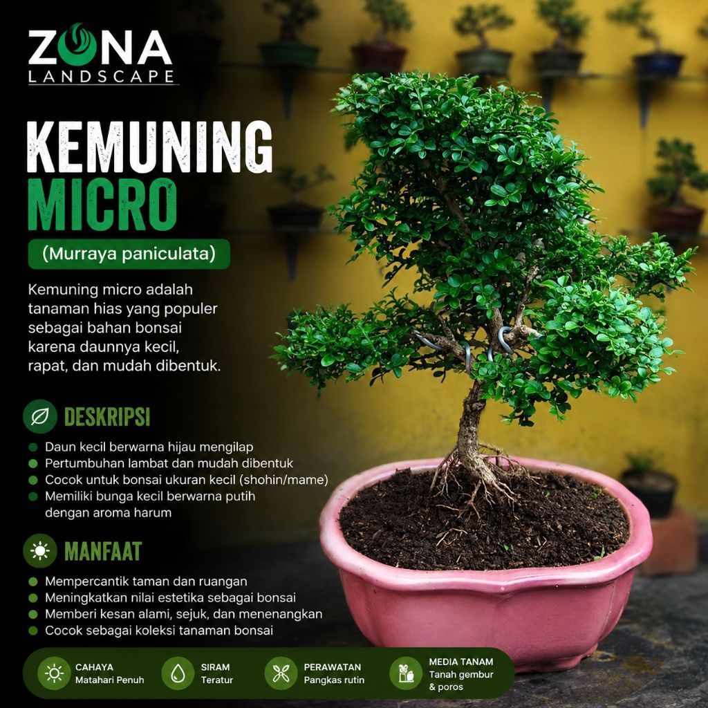 Tanaman Hias Kemuning Micro/Bibit Bonsai Kemuning Micro (Mini)
