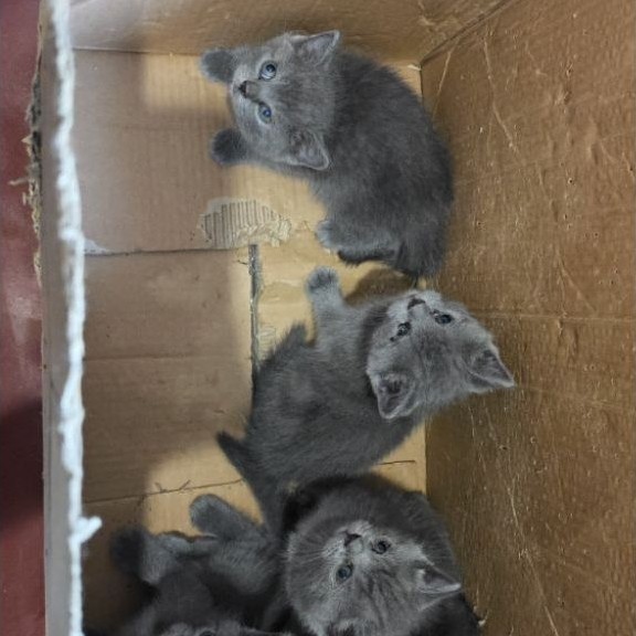 KUCING BSH KITTEN BRITISH SHORT HAIR