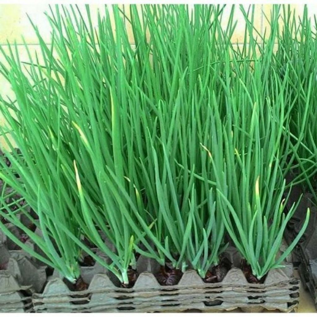 25 BIJI BENIH DAUN BAWANG PREI