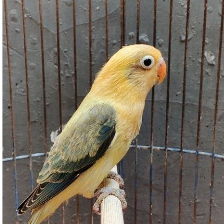 burung Lovebird biola PB euwing/aqua