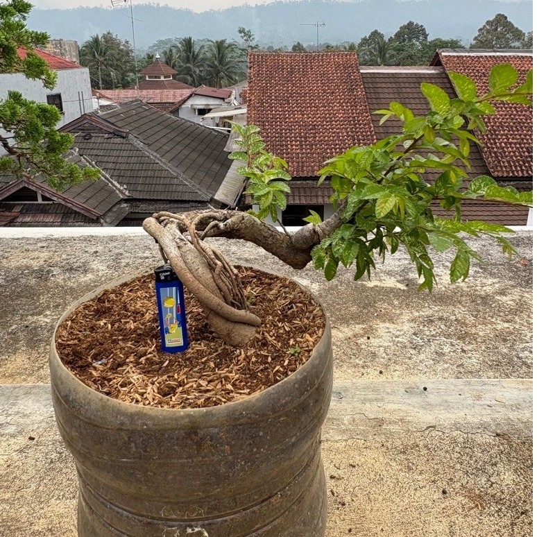Ulmus Varigata, dikirim sesuai foto