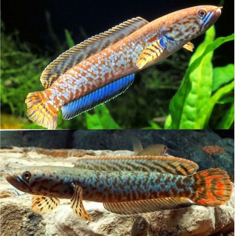 Hiasan Aquarium Chana Bleheri Rainbow Snakehead Size 6-7Cm Grade AAA+++ (Free Packing)