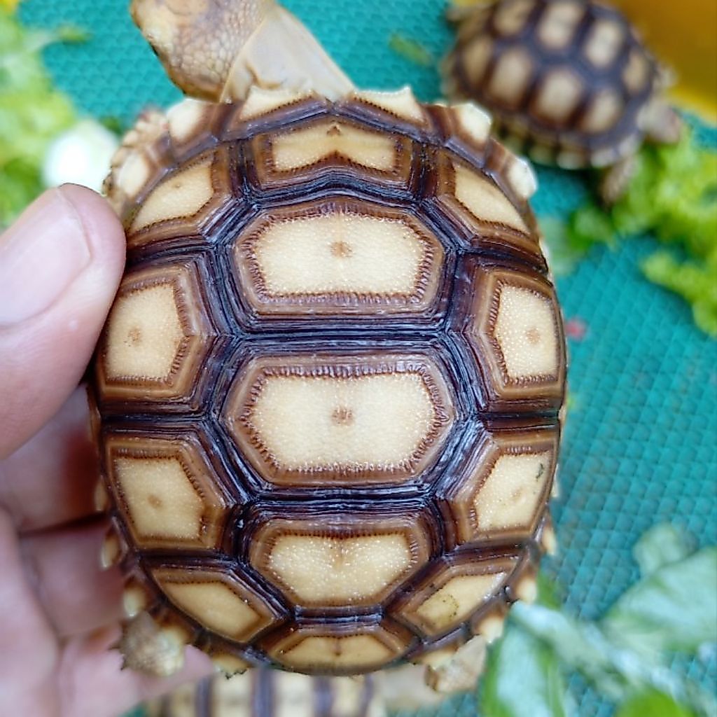 Miniatur Sulcata 10 cm