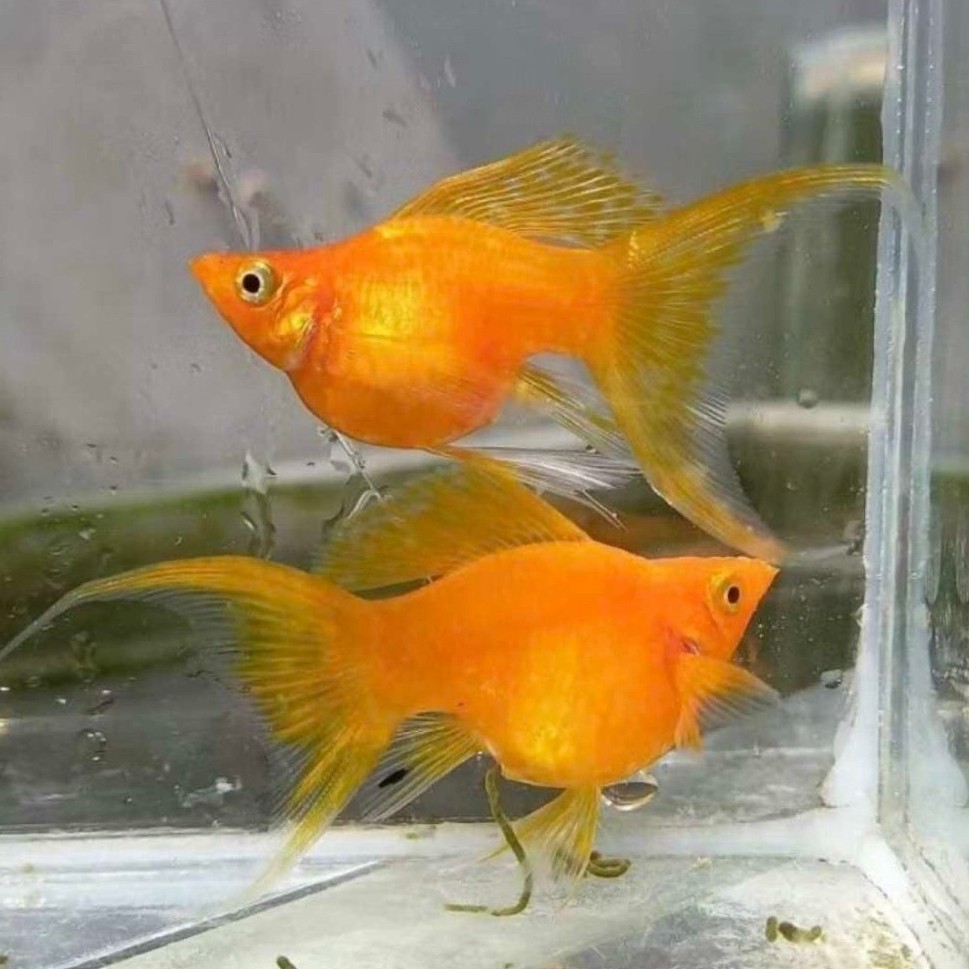 [Chan Aquatic] Ikan Hias Molly Sunkist Veiltail | Molly Sunkist Cawang | Molly Oren Cawang | Size M+