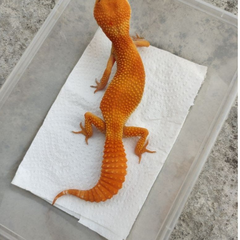 MAINAN ANAK GECKO DEWASA SHTCTB_FEMALE