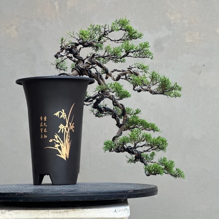 Bonsai Cemara Sargenti Itoigawa oirginal gaya cascade