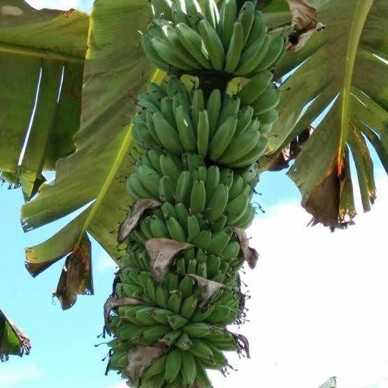 bibit pisang kepok tanjung / kepok sumatera / kepok tanpa jantung asli MMZ