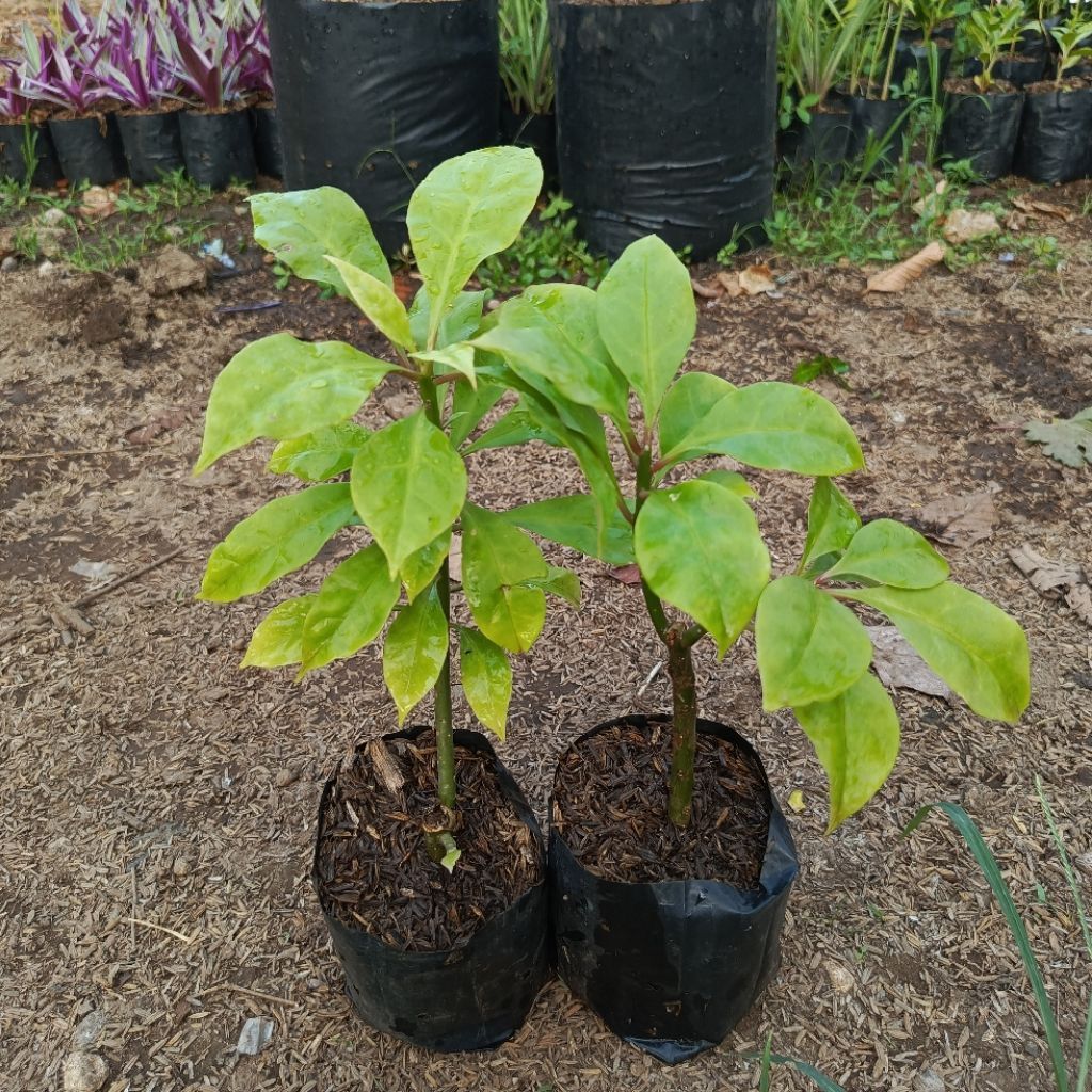 Tanaman Herbal Tujuh Duri Bibit Tujuh Jarum