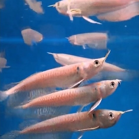 arwana silver Arowana silver brazil 10cm-13cm ikan predator ikan atas silver arowana