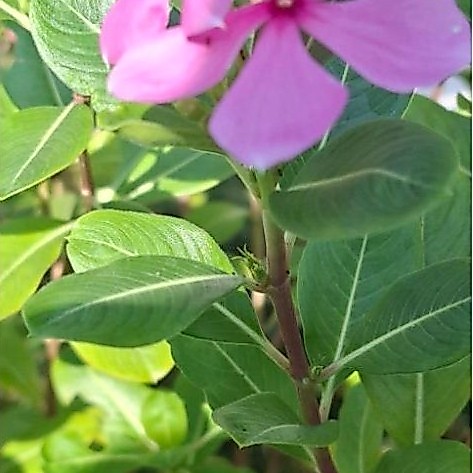 Vinca Pink putih