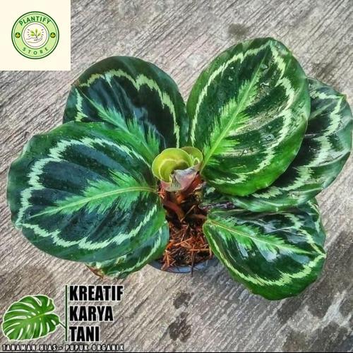 Tanaman hias calathea medalion - Calathea medalion
