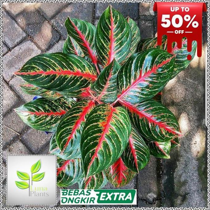 aglonema red borju / bibit aglonema red borju