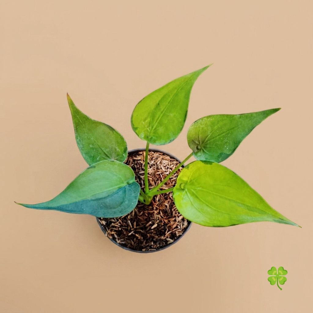 Alocasia Cucullata Variegata / Bibit Tanaman Alocasia Cucullata Kuning Variegata