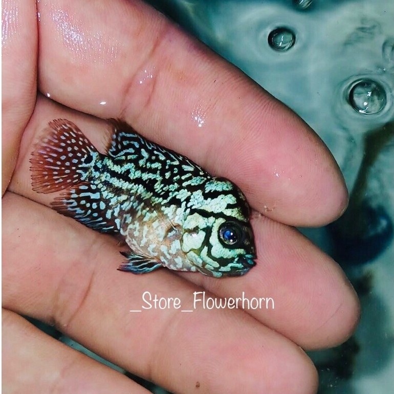 Burayak Louhan SRD (Super Red Dragon)SB/Short Body