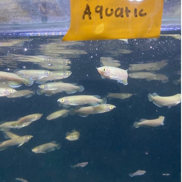 Stiker arowana jardini/arwana jardini