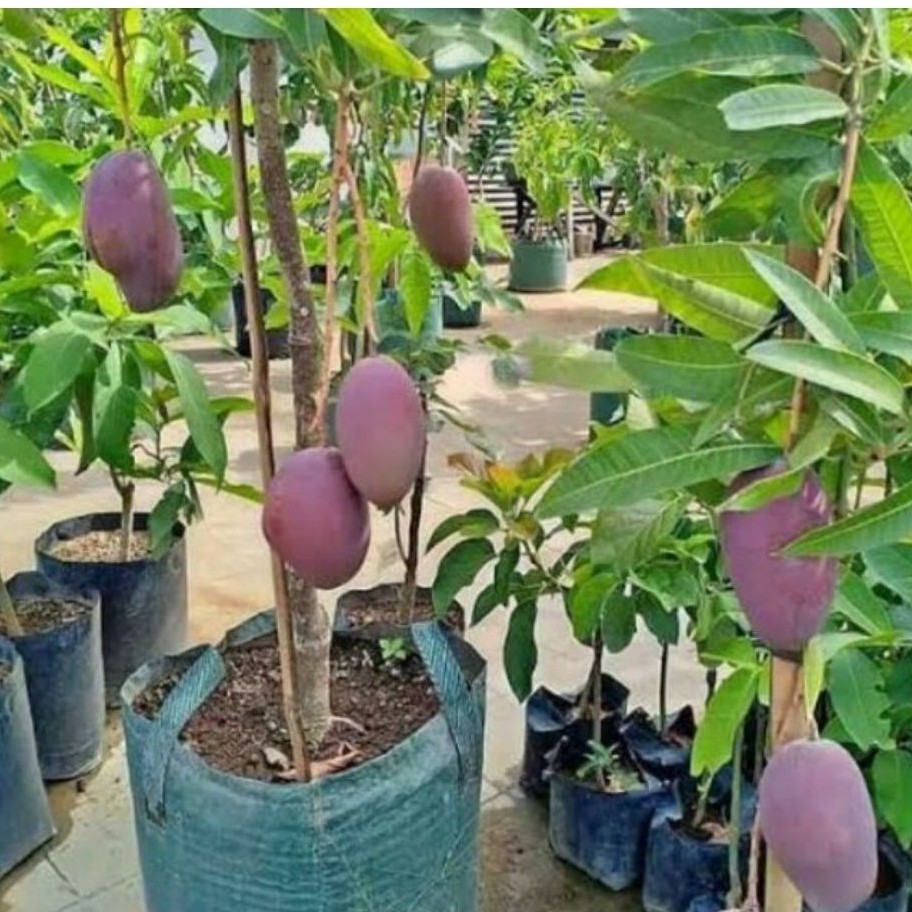 pohon mangga Irwin/mangga ungu