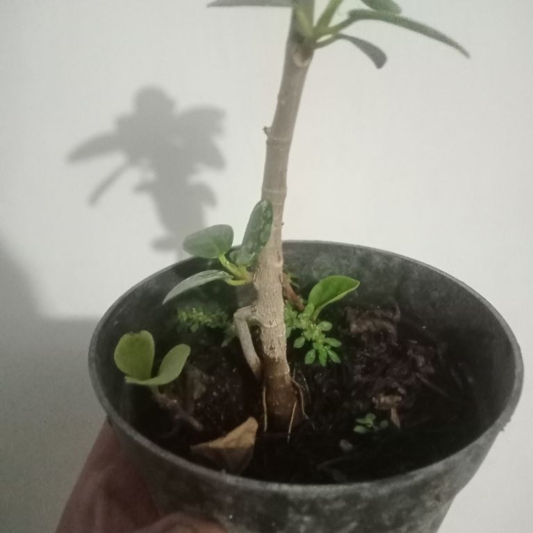 ficus dolar ORI biji
