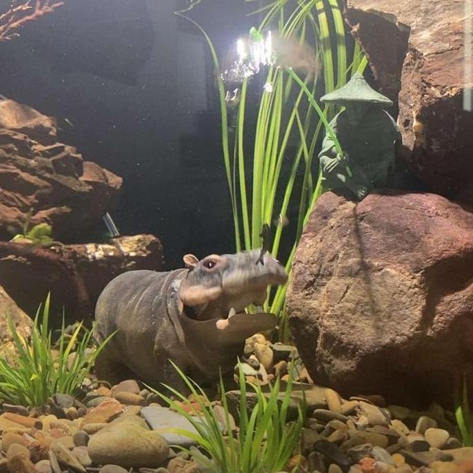 Hiasan aquarium kuda nil, dekorasi aquarium kuda nil, kuda nil aquarium, hiasan aquarium hippo, orna