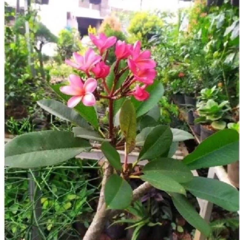 tanaman stek batang kamboja bali - pohon Kamboja bali - stek Kamboja bali