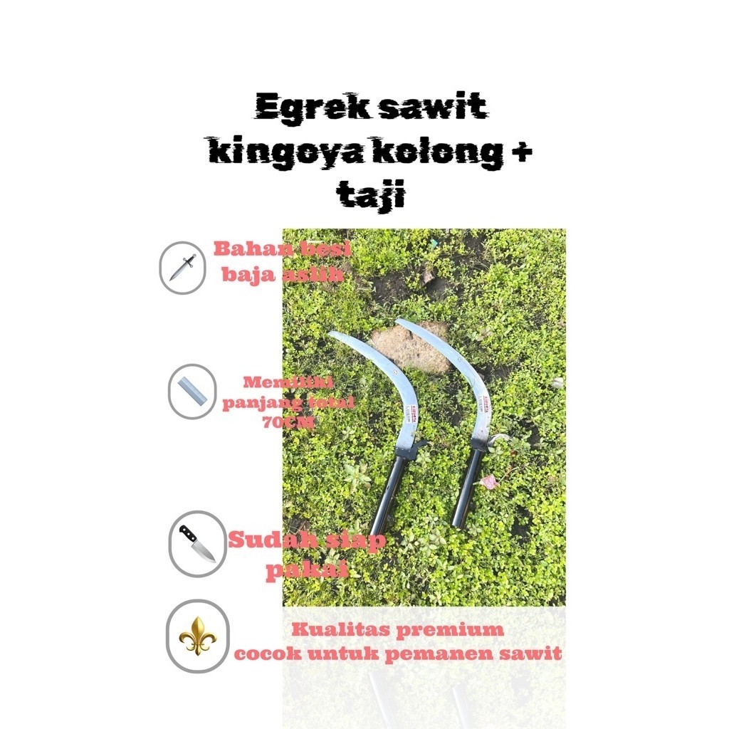Egrek sawit kingoya taji