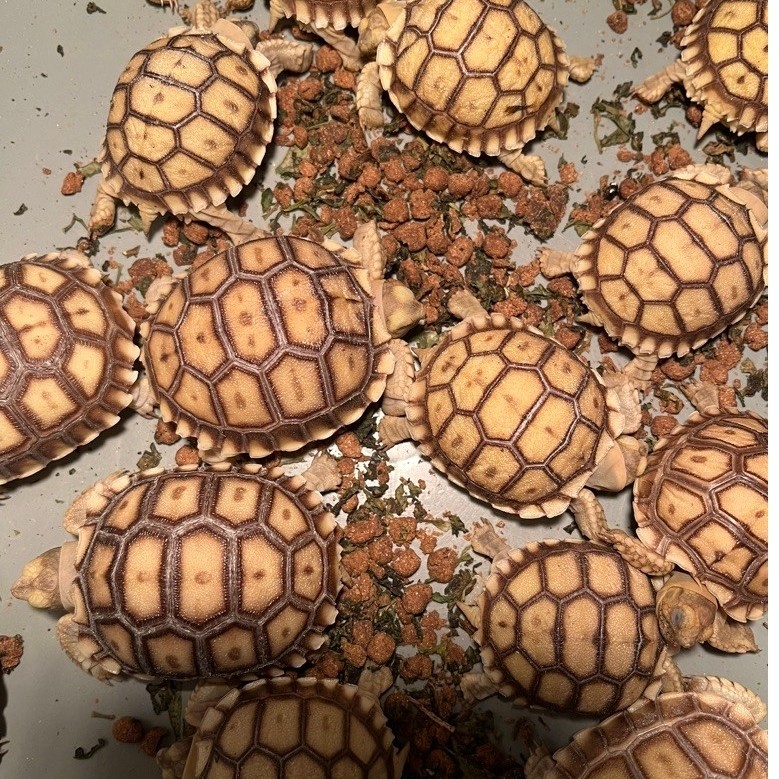 Makanan Sulcata 6cm Free Pelet Dan Kalsium