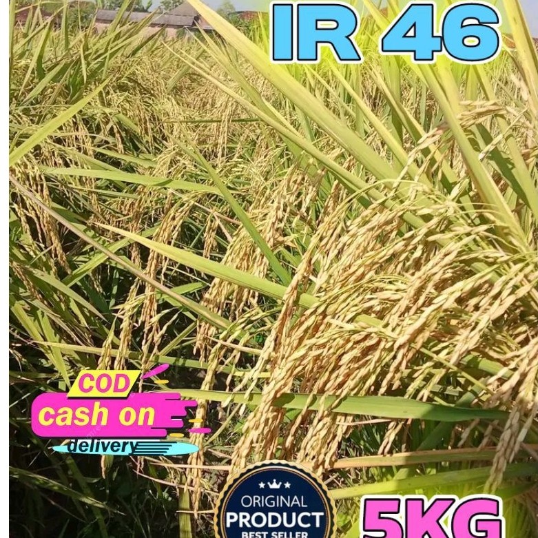 BENIH PADI UNGGUL BERKUALITAS IR 46 KEMASAN 5KG