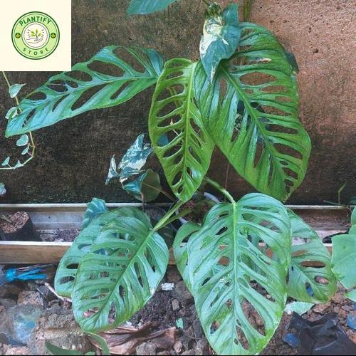 Tananan hias janda bolong besar