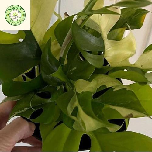 Tanaman hias monstera tetrasperma variegata - tanaman variegata
