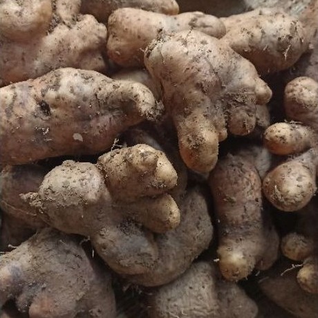 Gembili/Umbi Gembili Paket 2kg.