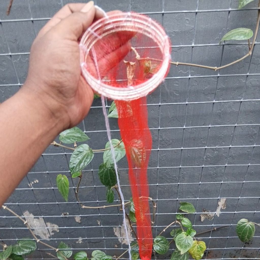 Keramba ikan wader nila microfishing panjang 60 cm Diameter 5 jari